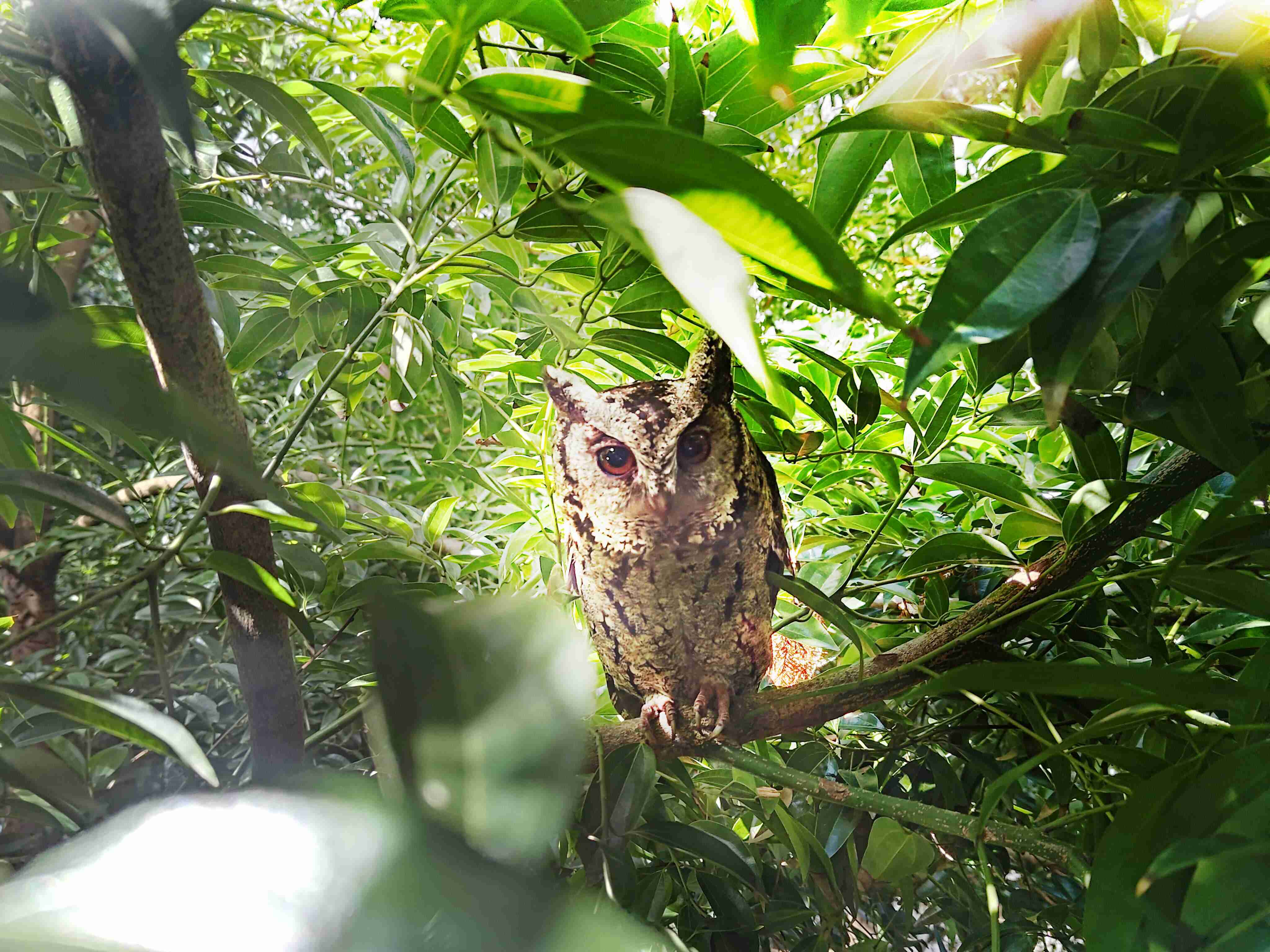 菠菜论坛致力提倡净零绿生活，，16年以来在全球各厂区植树逾百万棵，，造就各厂区树木蔚然成林，，犹如森林工厂，，，成为许多生物的栖息地